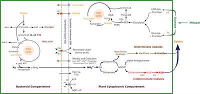 Interaction and Regulation of Carbon, Nitrogen, and Phosphorus Metabolisms in Root Nodules of Legumes